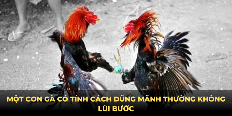 Cách chọn gà đá cựa sắt hay tính cách dũng mãnh