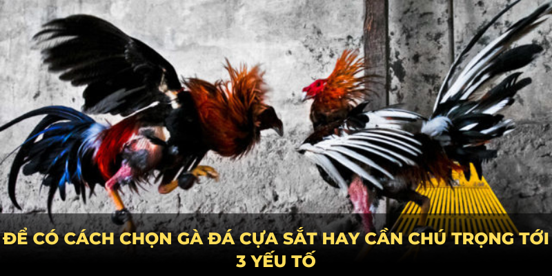 3 yếu tố cách chọn gà đá cựa sắt hay