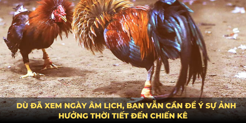 Ảnh hưởng thời tiết đến xem ngày đá gà cựa sắt