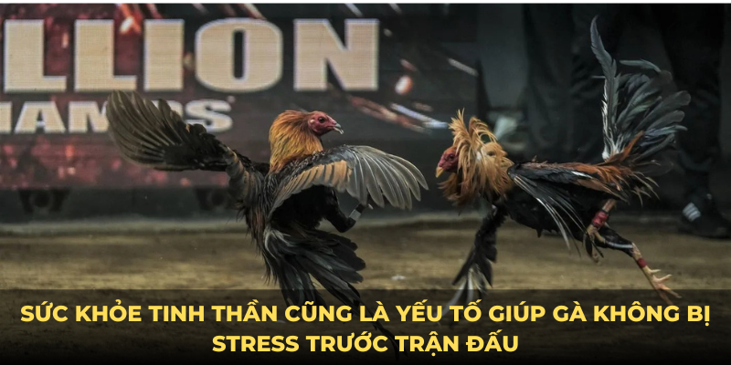 Sức khoẻ tinh thần đến xem ngày đá gà cựa sắt